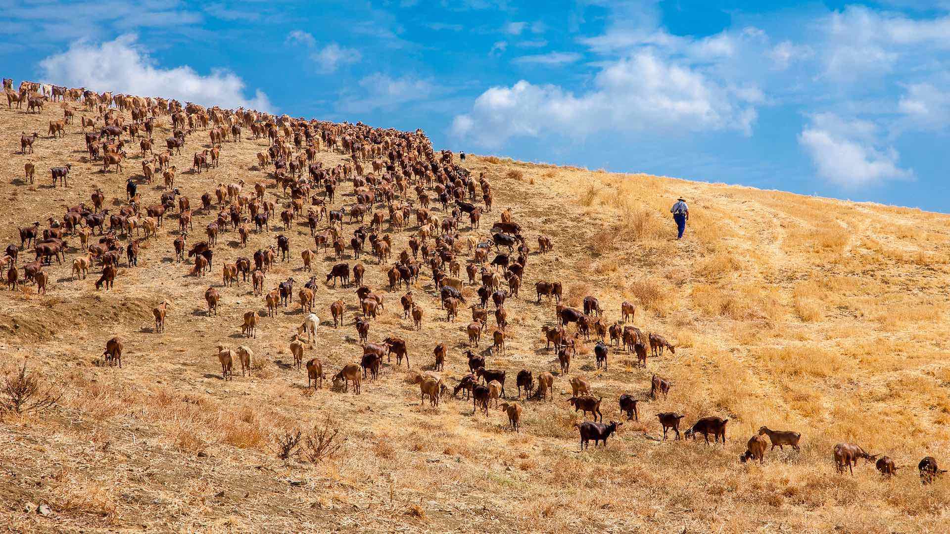 Fiesta de la Cabra Malagueña de Casabermeja