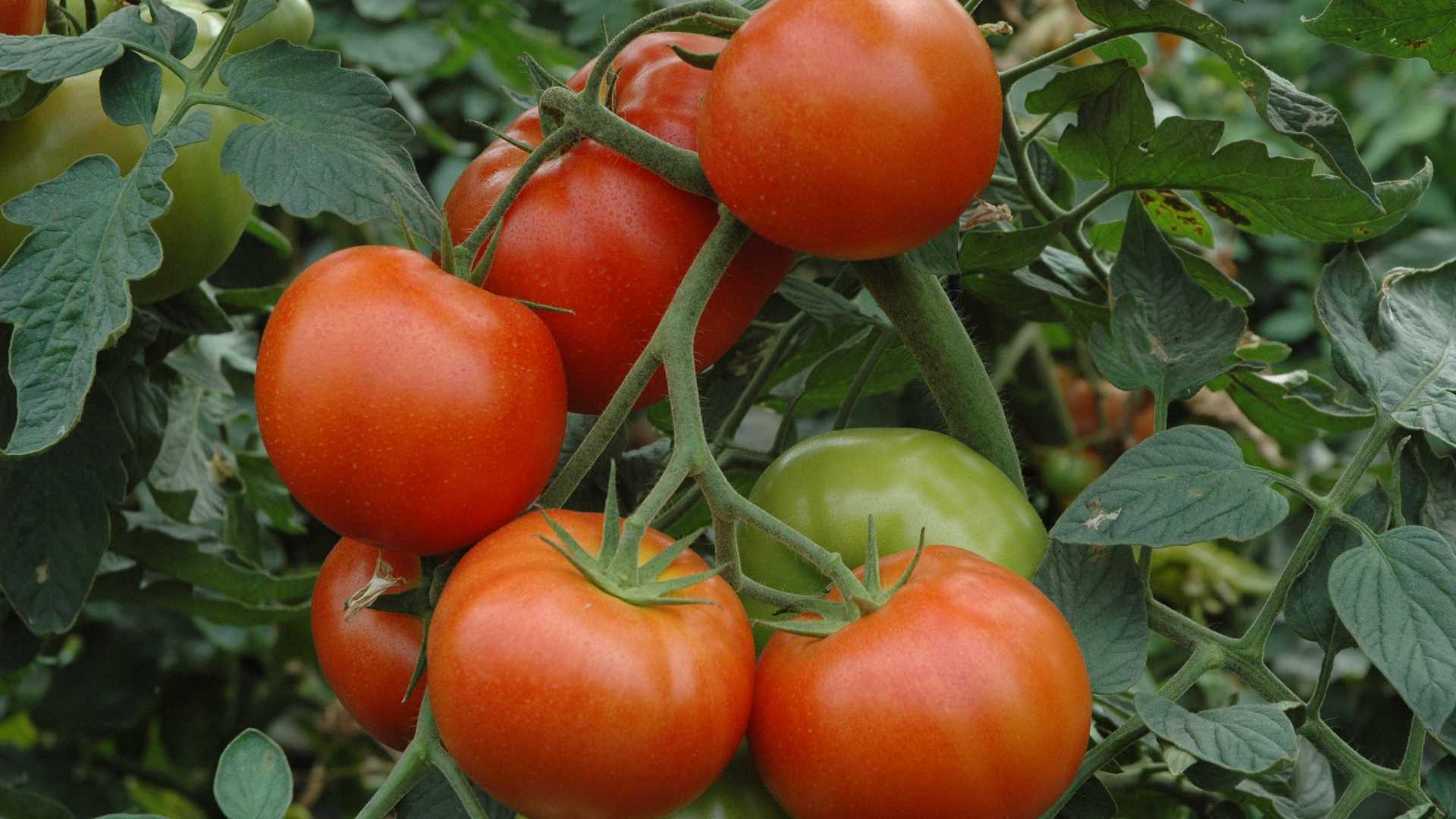 Tomate Frito de Los Palacios - Tierra Palaciega