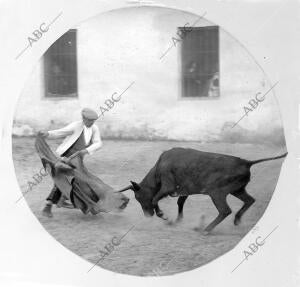 Rafael Guerra "Guerrita" Toreando una vaquilla en un tentadero