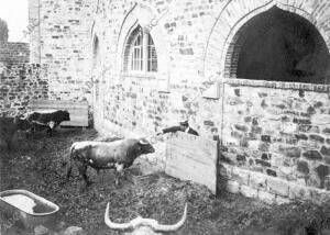 El Marqués de Villagodio Acariciando uno de sus Toros en los Corrales de la...