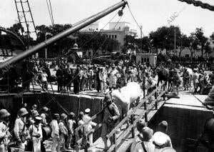 Aspecto del muelle al embarcar el escuadrón de Alfonso Xiii en El "almirante...