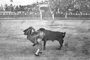 El diestro Antonio Guerrero (Guerrerito), Dando una Verónica A su primer Toro