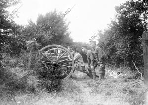 Artilleros Ingleses Disparando contra el enemigo Parapetados entre los Árboles