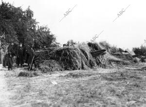 Una batería de artillería belga Escondida entre Montones de paja para no ser...
