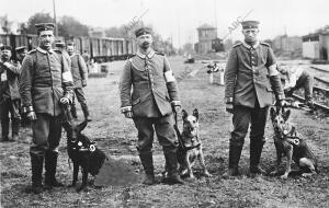Soldados sanitarios con sus perros, que utilizan para buscar heridos en los...