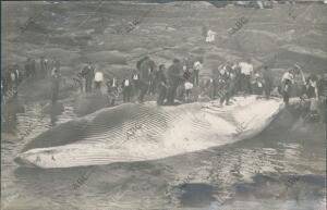 En la playa, ballena de 19 metros de longitud que ha sido cogida viva por los...