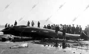 Ballena pescada por la empresa la Ballenera Española