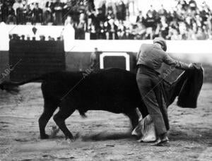 El niño de la palma Toreando por Veronicas en la corrida Celebrada En "la...
