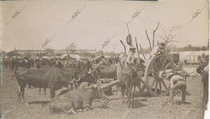 El rodeo del ganado en la <strong>feria</strong> de <strong>Sevilla</strong>