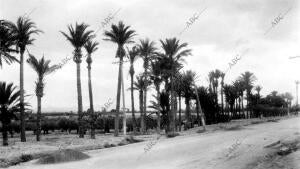 Paseo con Palmeras, Murcia