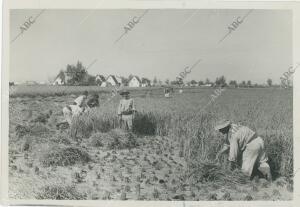 En la imagen, siega de las matas de arroz en campos cercanos a la Albufera