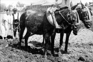 Las Mujeres se Preparan para reemplazar en las Tareas del campo A los Hombres...