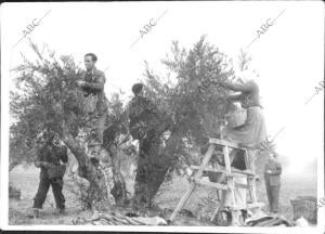 Sobre Escaleras o sobre el mismo Árbol, Hombers y Mujeres "Ordeñan" con cuidado...