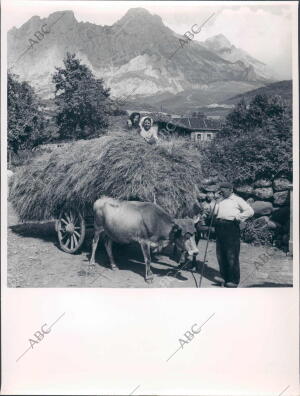 Valle de Valdeón. Recolectores Trabajando