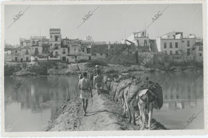 Porteadores con burros atraviesan el río Guadalquivir, cegado por las obras para...