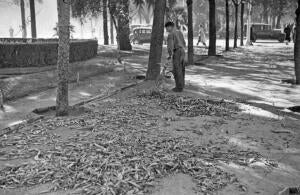 En la imagen, un jardinero barriendo las hojas que han caído de los árboles...