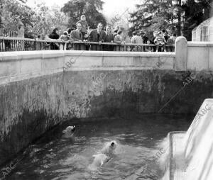 Los Osos del retiro se Zambullen en el Estanque - fecha Aproximada