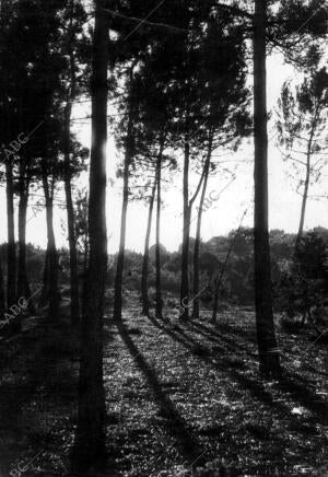 Árboles De "las Chapas de Marbella", Málaga