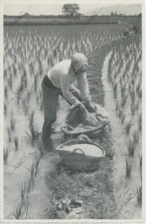 La Albufera de Valencia (Comunidad Valenciana), 1960 (CA.)