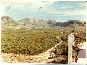 En Campos de Alcira (Valencia), los Naranjales Ofrecen A la vista un grato y...