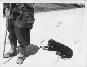 Camino de Santiago: un peregrino con su perro