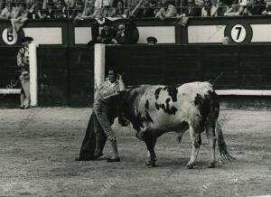 Paquirri toreando en la Feria de San Isidro