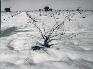 Viñedos de Minglanilla bajo el frío de las Tierras Heladas de Albacete