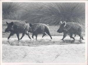 Tres Jabalies Cruzando por el coto de Doñana