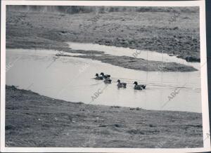 Patos en el coto de Doñana