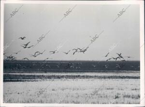 Aves Sobrevolando el cielo del coto de Doñana