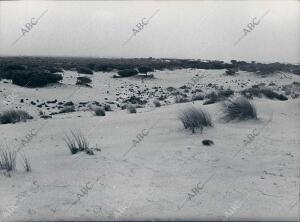 Dunas del coto de Doñana