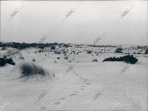 Dunas del coto de Doñana