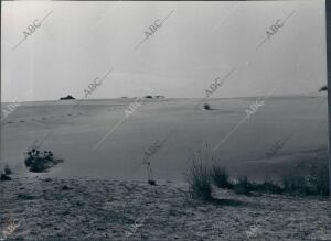 Dunas en el coto de Doñana