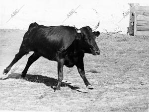 "Conocida", número 7, de Amalia Pérez Tabernero, la vaca que Mató A Antonio...
