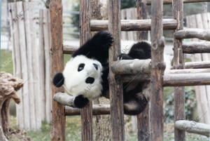 Zoológico de la Casa de Campo. El oso panda Chu Lin