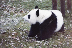 Zoológico de la Casa de Campo. El oso panda Chu Lin