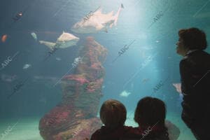 En la imagen, un tiburón toro en la gran pecera que representa a los océanos