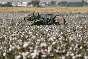 Fotos A Campos de Algodon con Cosechadoras