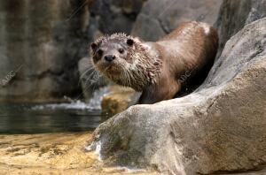 Nutria del zoo de Guadalajara nacida en cautividad el pasado agosto