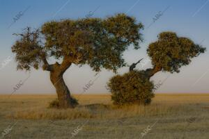 Encinas en la provincia de Avila