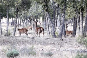 Ciervos en época de berrea en los Montes de Toledo