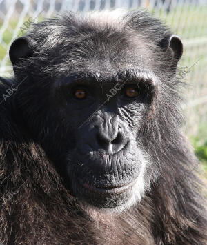 El Casar (Guadalajara), 22/12/2015. Reserva de Primates Rainfer