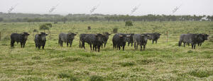 En la imagen, los toros que irán a la Feria de San Isidro de este año