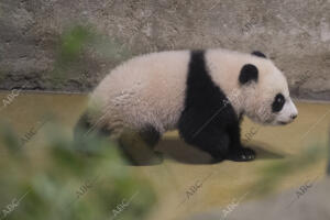 Presentación de la nueva cría de oso panda llamada «Chulina»