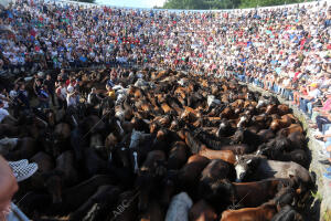 Sabucedo (Pontevedra), 08/07/2018. Rapa Das Bestas