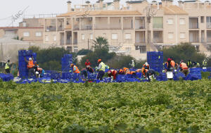 Agricultura en la manga del mar Menor