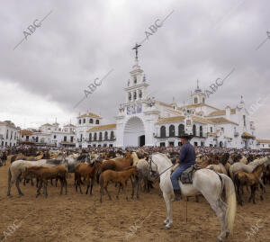 La aldea del Rocío ha acogido el paso de la tropa equina ante el Santuario de la...