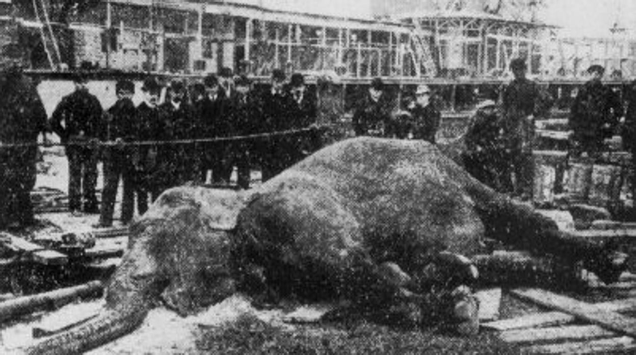 Elefante ejecutado en Coney Island a principios de 1903