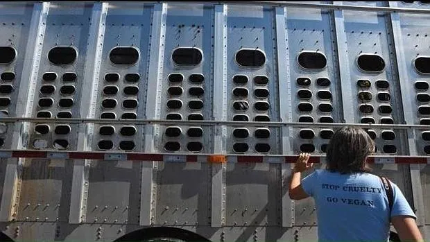 Una mujer se enfrenta a 10 años de cárcel por dar agua a unos cerdos en un día caluroso