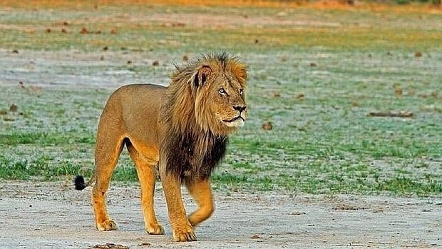 Avistan dos leones en Nairobi por segunda vez en un mes